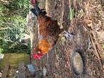 Raszuivere Zingemse Leghoen  haan, Dieren en Toebehoren, Pluimvee, Mannelijk, Kip