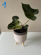 Philodendron verrucosum, Ophalen of Verzenden