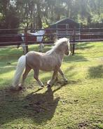 Mooi Mushroom Shetland (hengst), Dieren en Toebehoren, Pony's, Hengst