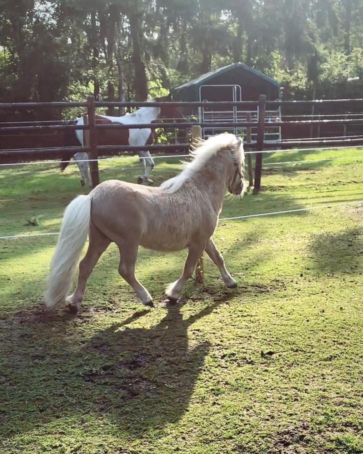 Mooi Mushroom Shetland (hengst), Dieren en Toebehoren, Pony's, Hengst