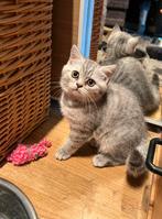 Britse Korthaar silver tabby kitten kater, Dieren en Toebehoren, Kater, Gechipt, 0 tot 2 jaar