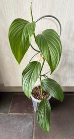Monstera NoID ‘EC7’, Ophalen of Verzenden