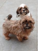 Shihtzu pupjes zoeken een warme thuis!, Dieren en Toebehoren, België, CDV (hondenziekte), 8 tot 15 weken, Meerdere