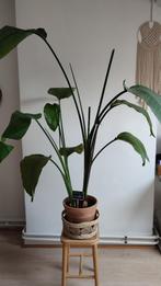 Strelitzia Nicolai plant met cachepot, Overige soorten, 100 tot 150 cm, Halfschaduw, In pot