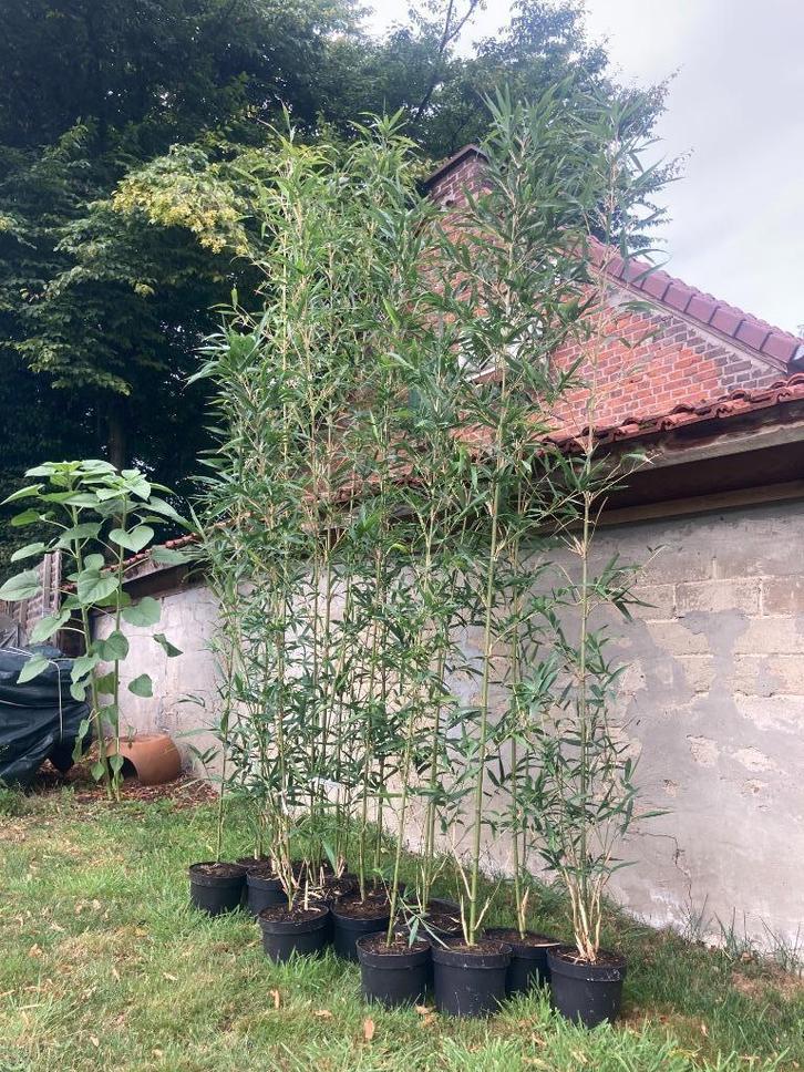 Bamboe Semiarundinaria fastuosa Viridis, Tuin en Terras, Planten | Tuinplanten, Vaste plant, Siergrassen, Ophalen