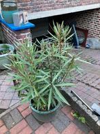 Oleander donkerroos, Vaste plant, Ophalen