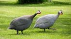 Parelhoender kuikens, Dieren en Toebehoren, Pluimvee