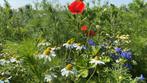 Staygreen 9 veldbloemen zaden meerjarig (inheems), Tuin en Terras, Bloembollen en Zaden, Ophalen of Verzenden