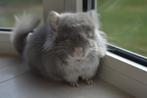 chinchilla Brown pearl Rpa bokje, Dieren en Toebehoren, Chinchilla, Mannelijk, Mei, Tam