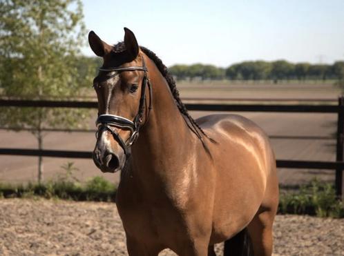 Pre ruin andalusier ruin, Dieren en Toebehoren, Pony's, Ruin, Zadelmak, E pony (1.48m - 1.57m), Dressuurpony, 3 tot 6 jaar, Met stamboom