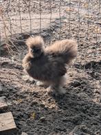 Gratis haantjes zijdehoen, Dieren en Toebehoren, Pluimvee