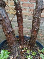 Bonsai meidoorn, Tuin en Terras, Ophalen of Verzenden