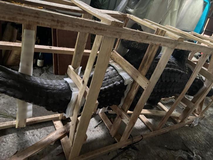 statue réaliste de crocodile 2m80, Diversen, Overige Diversen, Zo goed als nieuw, Ophalen