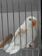 Jonge dwergpapegaaitjes (Agapornis Personata), Geringd