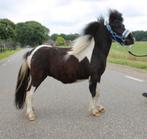 Te koop Super gave 3 jarige zwartebonte shetlander ruin