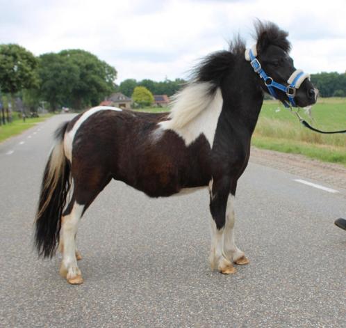 Te koop Super gave 3 jarige zwartebonte shetlander ruin, Dieren en Toebehoren, Paarden