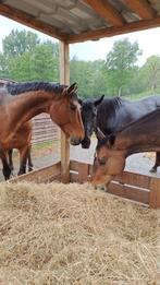 pension prairie chevaux Overijse, Weidegang