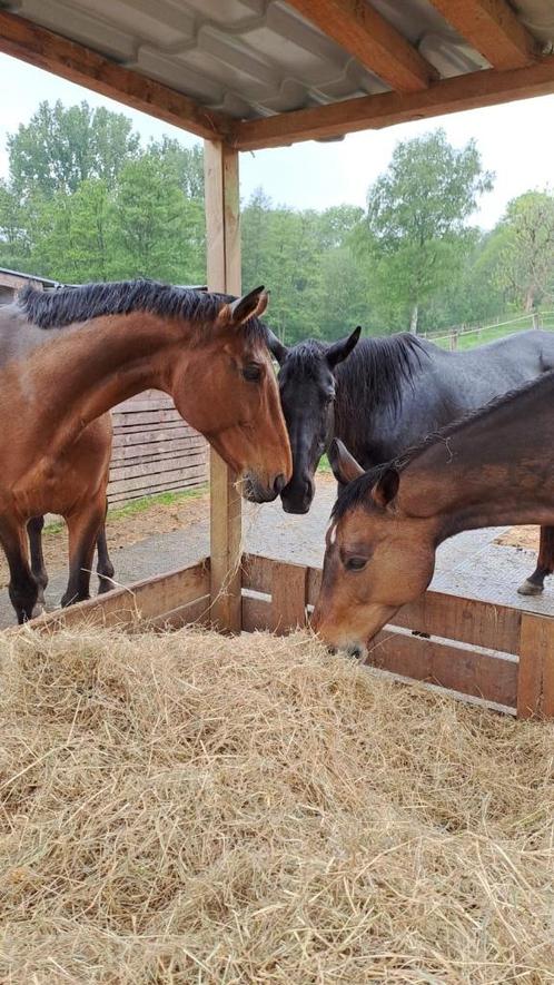 pension prairie chevaux Overijse, Dieren en Toebehoren, Stalling en Weidegang, Weidegang