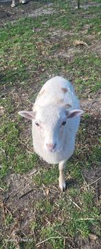 Ouessant schaap Ram, Mannelijk