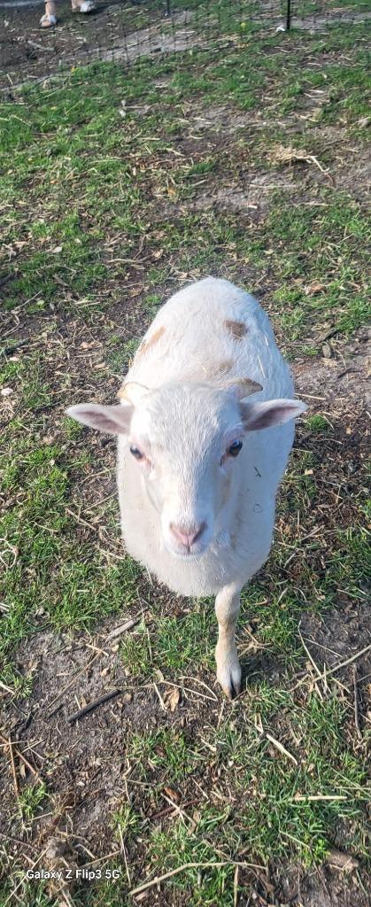Ouessant schaap Ram, Dieren en Toebehoren, Overige Dieren, Mannelijk