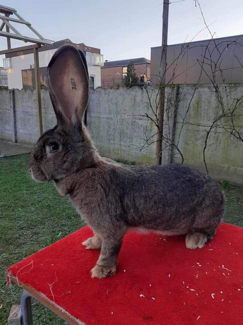 Lapins géant de Flandre, Animaux & Accessoires, Lapins, Mâle