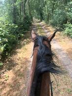 Knappe 5 jarige, Dieren en Toebehoren, Paarden, Merrie