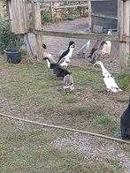 Mooie raszuivere indische loopeenden, Dieren en Toebehoren