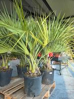 Butia Capitata - Geleipalm  - op voorraad, Enlèvement