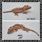 Wimpergekko crested gecko LW