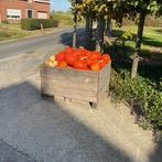 Pompoenen, Ophalen, Nieuw