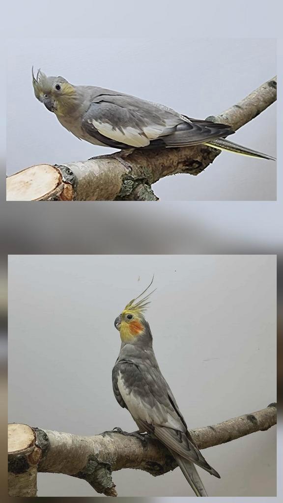 Valkparkieten van 2022, Dieren en Toebehoren, Vogels | Parkieten en Papegaaien, Parkiet, Meerdere dieren, Geringd