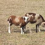 Bonte soay ooi