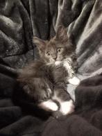 Main coon kitten, Dieren en Toebehoren, Poes, Gechipt, 0 tot 2 jaar