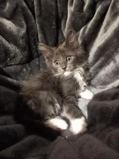 Main coon kitten, Dieren en Toebehoren, Katten en Kittens | Raskatten | Langhaar, Poes, 0 tot 2 jaar, Gechipt