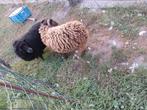 Koppel ouessant schapen ram van 2025