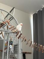 Mannelijke albino halsbandparkiet, Dieren en Toebehoren, Vogels | Parkieten en Papegaaien, Mannelijk, Parkiet, Geringd