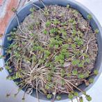 Sedum  (Vetplant), Tuin en Terras, Ophalen