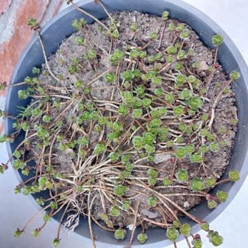 Sedum (plante succulente), Enlèvement