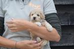 Kruising pups Maltipoo, Cavapoo verschillende kleuren, Dieren en Toebehoren, Honden | Niet-rashonden, België, 8 tot 15 weken, Meerdere