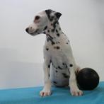 Dalmatien - chiots Belges à vendre, Animaux & Accessoires, Chiens | Beagles, Bassets & Chiens courants, Commerçant, Dalmatien