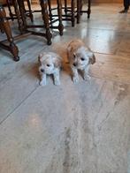 Maltipoo pups, Belgique, Plusieurs, Hépatite contagieuse (maladie de Rubarth), 8 à 15 semaines