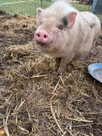 Mini zeugje, enige die overblijft uit haar nest