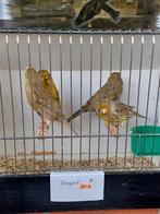 Kanaries, Dieren en Toebehoren