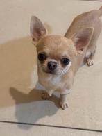 Kortharig reutje, Dieren en Toebehoren, Honden | Chihuahua's en Gezelschapshonden, België, Fokker | Hobbymatig, 15 weken tot 1 jaar