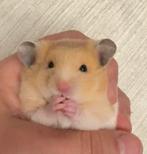 Goudhamster, Dieren en Toebehoren, Knaagdieren, Hamster, Mannelijk, Tam, Oktober