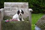 Tricolor schimmel Engelse Cocker pup, Parvovirose, Plusieurs, Belgique, 8 à 15 semaines