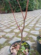 Rode Japanse esdoorn in pot, Enlèvement, En pot