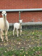 2 Alpaca hengsten te koop, Dieren en Toebehoren, Schapen, Geiten en Varkens, Mannelijk, 0 tot 2 jaar