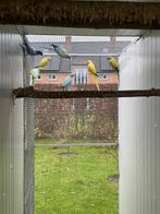 Halsbandparkieten, Meerdere dieren, Parkiet, Geringd