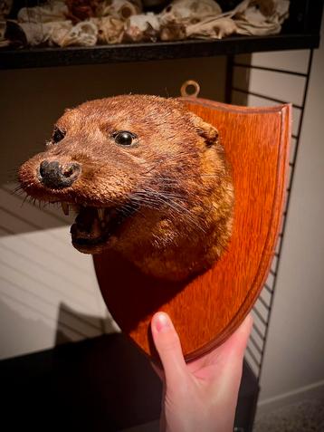 Antieke opgezette otter kop beschikbaar voor biedingen